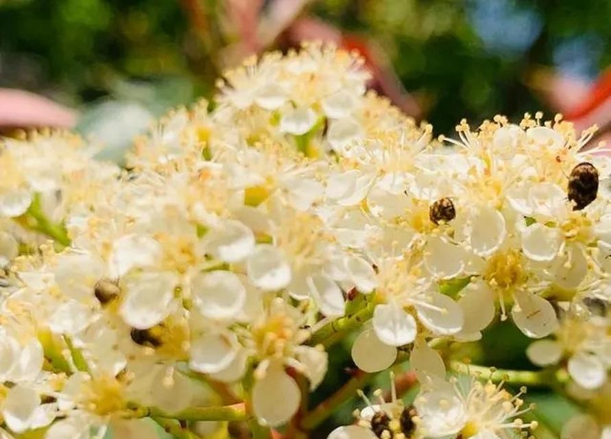 石楠花（石楠花的花语和特点及在文化中的意义）