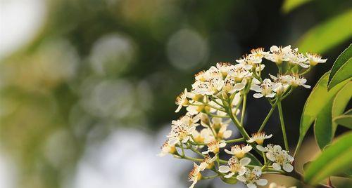 石楠花的花语与寓意（探秘石楠花的神秘花语）