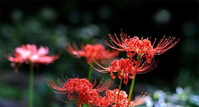 石蒜花的花语与意义（探索石蒜花的美与深意）