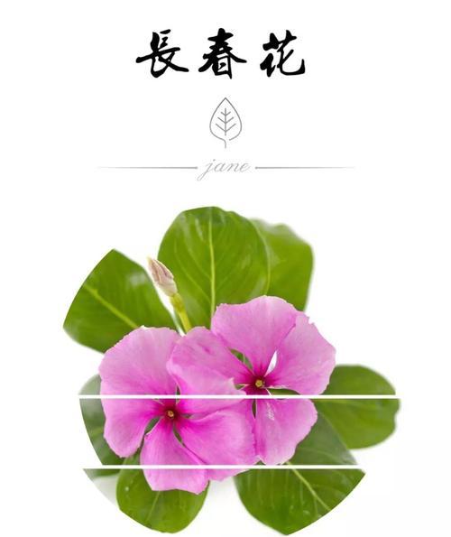 时钟花的花语与传说故事（揭秘时钟花的隐藏花语）