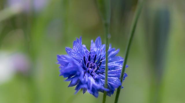 矢车菊的花语与意义（探索矢车菊花语的深层内涵）