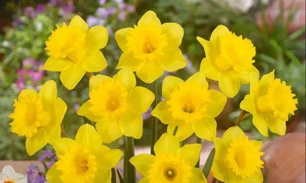 中国水仙花的花语与传说（探寻中国水仙花的美丽花语与神奇传说）