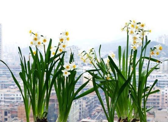 水仙花（解读水仙花的美丽与神秘）