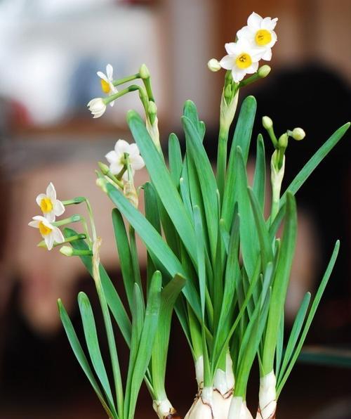 水仙花的寓意与象征意义（神秘高贵的水仙花）