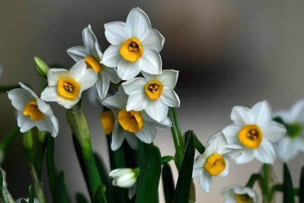 水仙花的花语与象征意义（水仙花的美丽花语与象征意义）