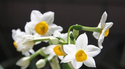 水仙花的花语与寓意（探索水仙花的意义与象征）