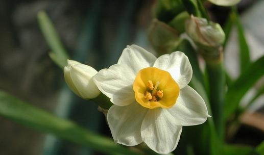 水仙花的花语与其深层含义（探索水仙花的美与意义）