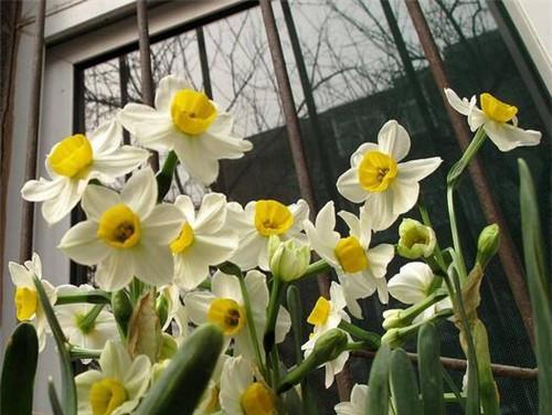 水仙花的花语及象征意义（美丽与坚韧并存——解读水仙花的花语）