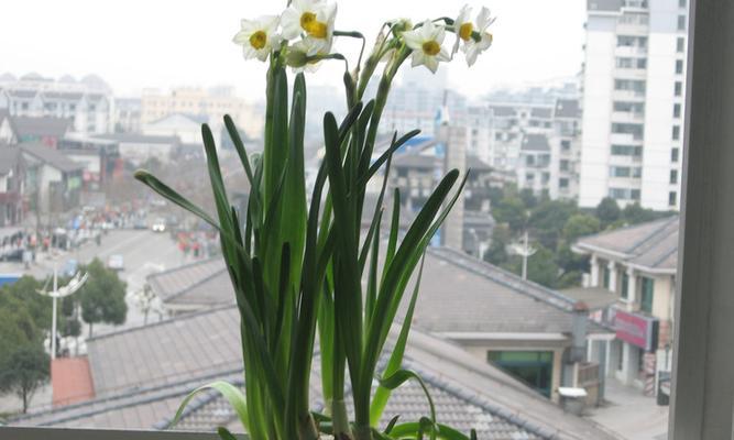 水仙花的寓意与意义（探究水仙花所代表的美丽）