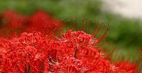 曼珠沙华的花语及其深刻寓意（探索这朵神秘而又高贵的花卉）