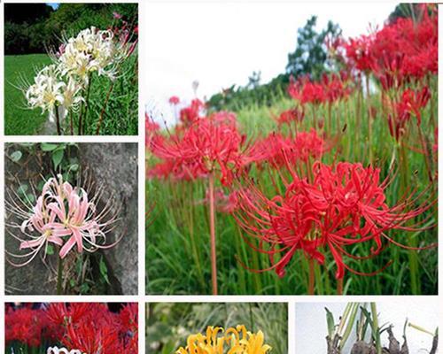 室内种植曼珠沙华的技巧（如何让曼珠沙华在室内生长茁壮）