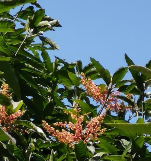 芒果的花期详解（掌握芒果的生长规律）