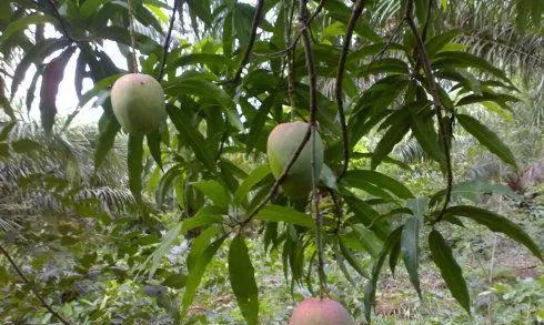 芒果生长过程的全面解析（从花朵到成熟果实）