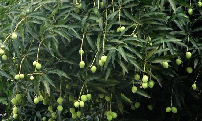 芒果的生长环境与地方条件（探寻芒果种植的奥秘）