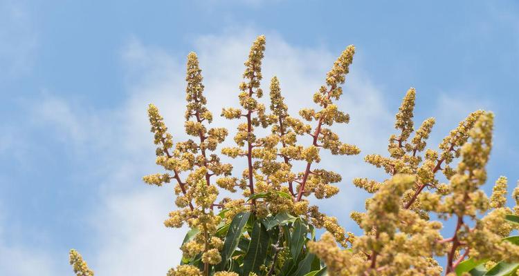 芒果花期，那些你不知道的事（探讨芒果树开花的特点和适宜时间）