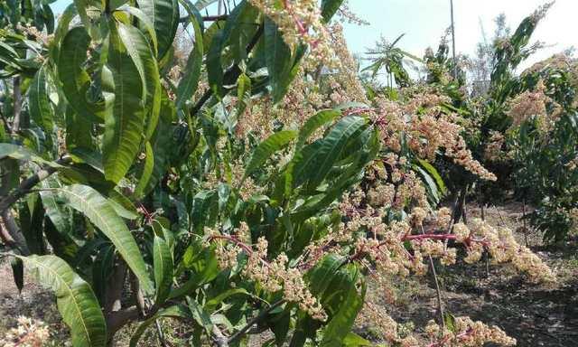 芒果开花结果全攻略（掌握几年开花结果）