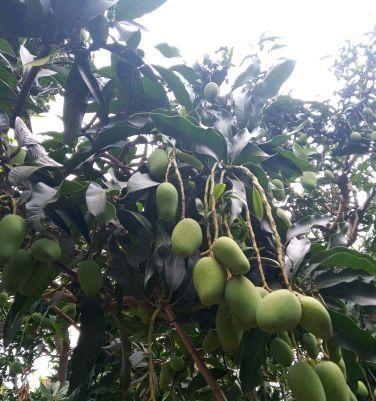 芒果成熟上市季节揭秘（探秘芒果成熟期间及其营养价值）