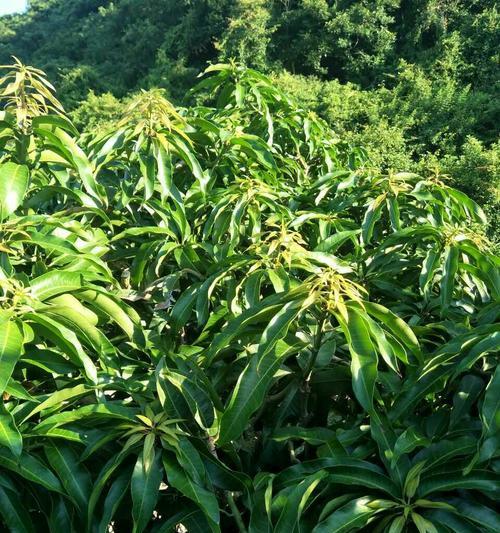 芒果种植的最佳月份（了解种植时间）