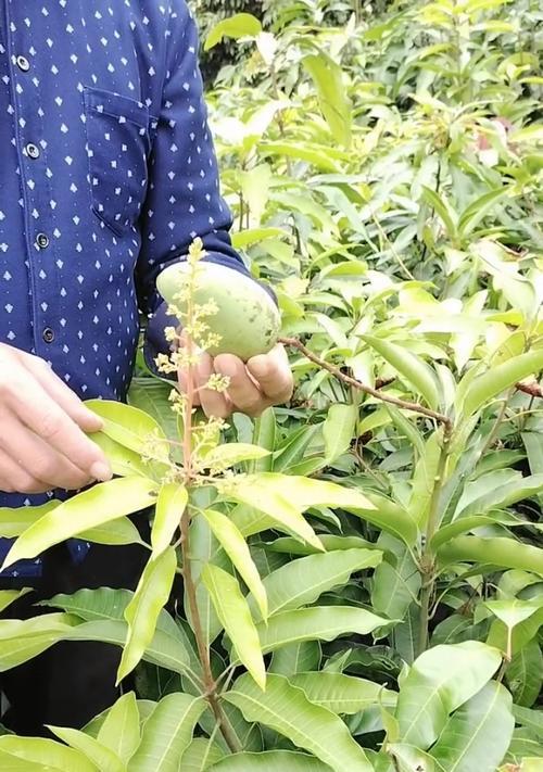 芒果开花结果时间分析（芒果开花结果特点及影响因素分析）