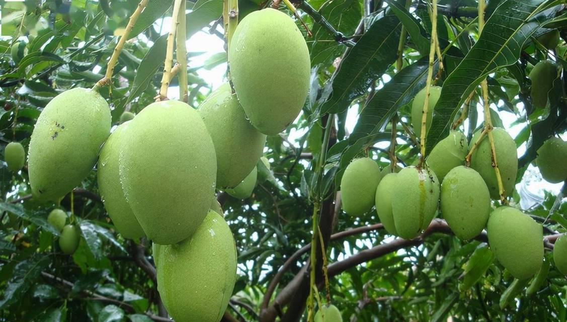 芒果生长的适宜环境（探究芒果最佳生长环境的地理因素与气候条件）