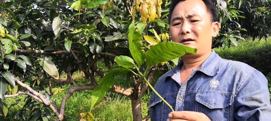 芒果肥料选择指南（选择适合的肥料）