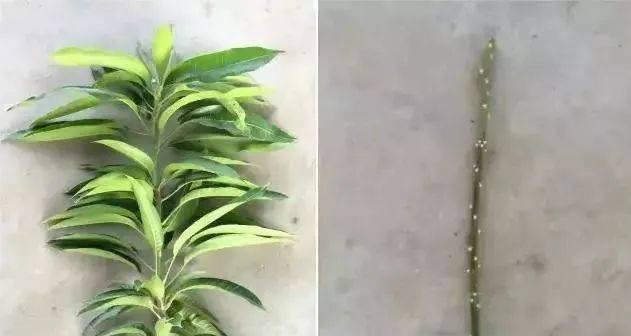 芒果嫁接成活率高的技巧（提高芒果嫁接成功率的实用方法）