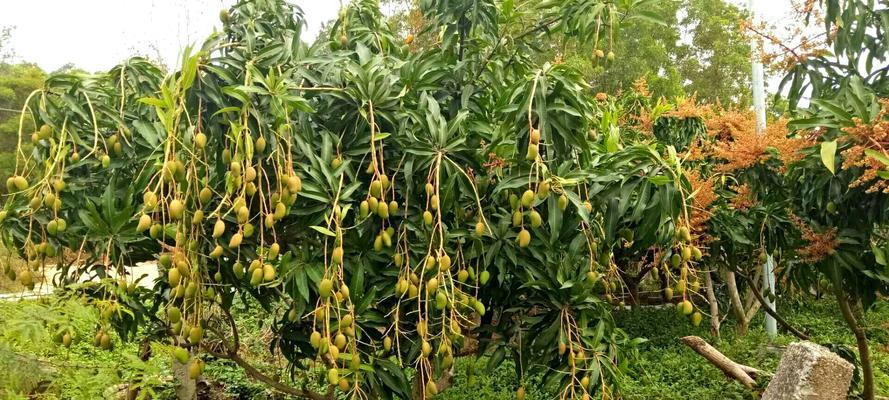 探秘芒果成熟收获时间（了解芒果的季节和特点）