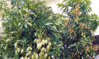 芒果树的生长环境及生长地方条件（解析芒果树的生态特性）