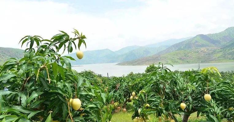 如何合理浇水芒果树（芒果树浇水的时间）