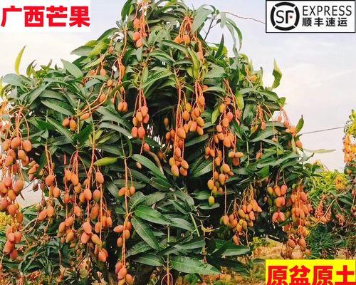 芒果树盆栽的全面指南（从选树、种植、养护到收获）