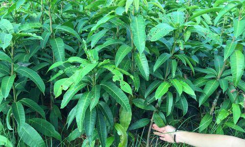 冬天的芒果树苗是否容易冻死（探究芒果树苗冬季管理的关键）