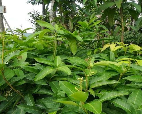 芒果树在南方地区种植的可行性探讨（南方地区适宜种植芒果树的环境条件和注意事项）