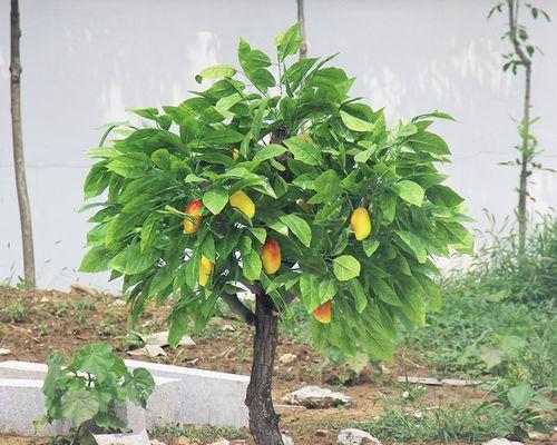 芒果树修剪最佳时间及技巧详解（春季修剪法）