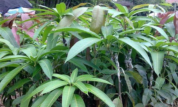 芒果树肥料选择指南（如何选择最适合芒果树的肥料）