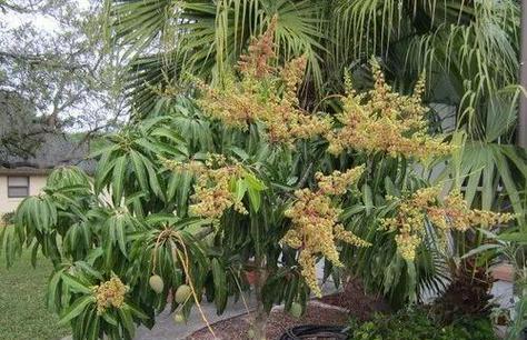 芒果树的种植条件及适生环境（探究芒果树适宜的生长环境与种植技巧）