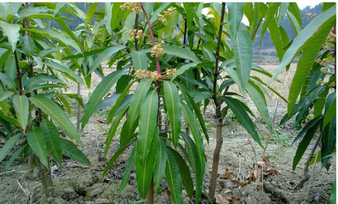 芒果水培和土培哪个更好（比较芒果水培和土培的优缺点）