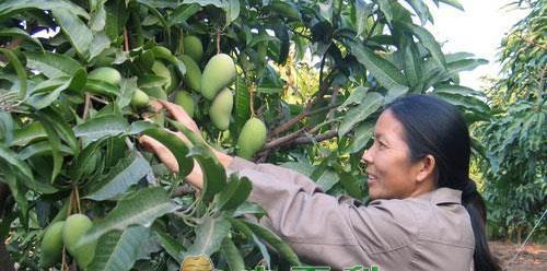 芒果高产种植技术与管理方法（打造高产芒果的养殖秘籍）