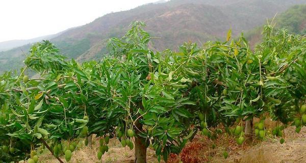 芒果高产种植技术与管理方法（打造高产芒果的养殖秘籍）