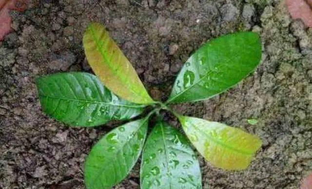 芒果种子催芽方法大全（从水培到土法）