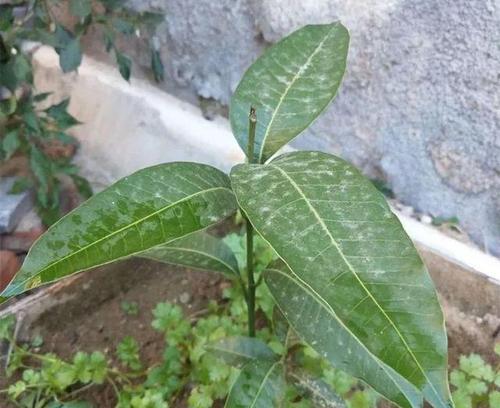 芒果种子有毒吗（了解芒果种子的真相）