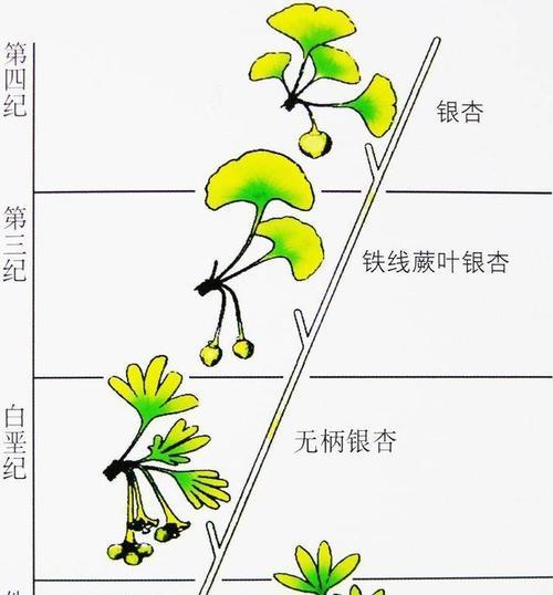 芒果钻心虫的防治方法（掌握这些防治技巧）