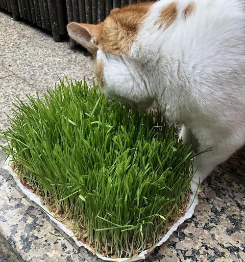 探秘神奇的猫草（从来源到作用）