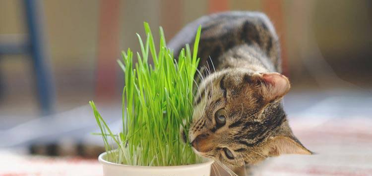 猫草的种植方法（种植猫草）