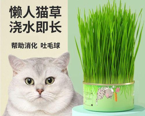 猫草种植技巧详解（猫草需要每天浇水吗）