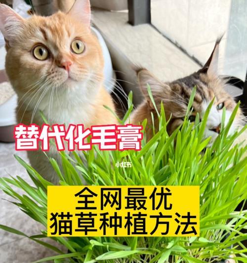 猫草的品种及最佳选择（探索猫草的不同品种）