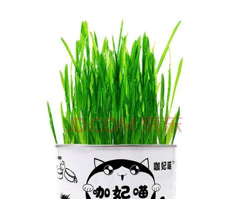 猫草水培养殖方法全解析（轻松掌握猫草水培种植技巧）