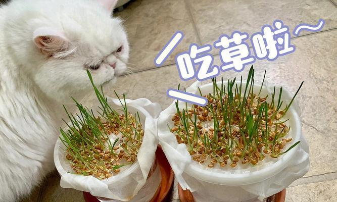 猫草种子的种植方法（让你的猫咪健康成长）