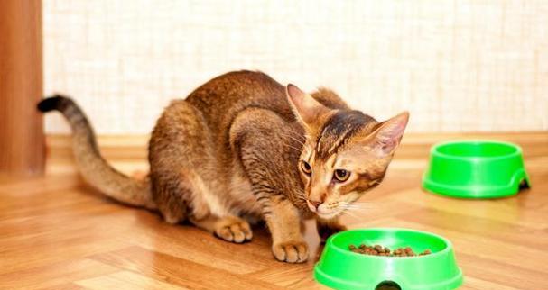 猫咪的食物黑名单（了解猫咪的食物偏好和不良反应）