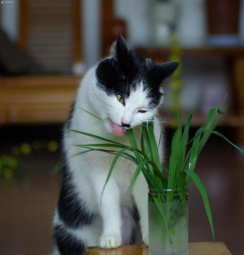 猫能否吃苹果（探究猫吃苹果的利弊与注意事项）