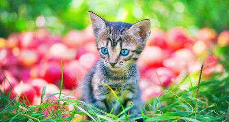 猫能否吃苹果（探究猫吃苹果的利弊与注意事项）